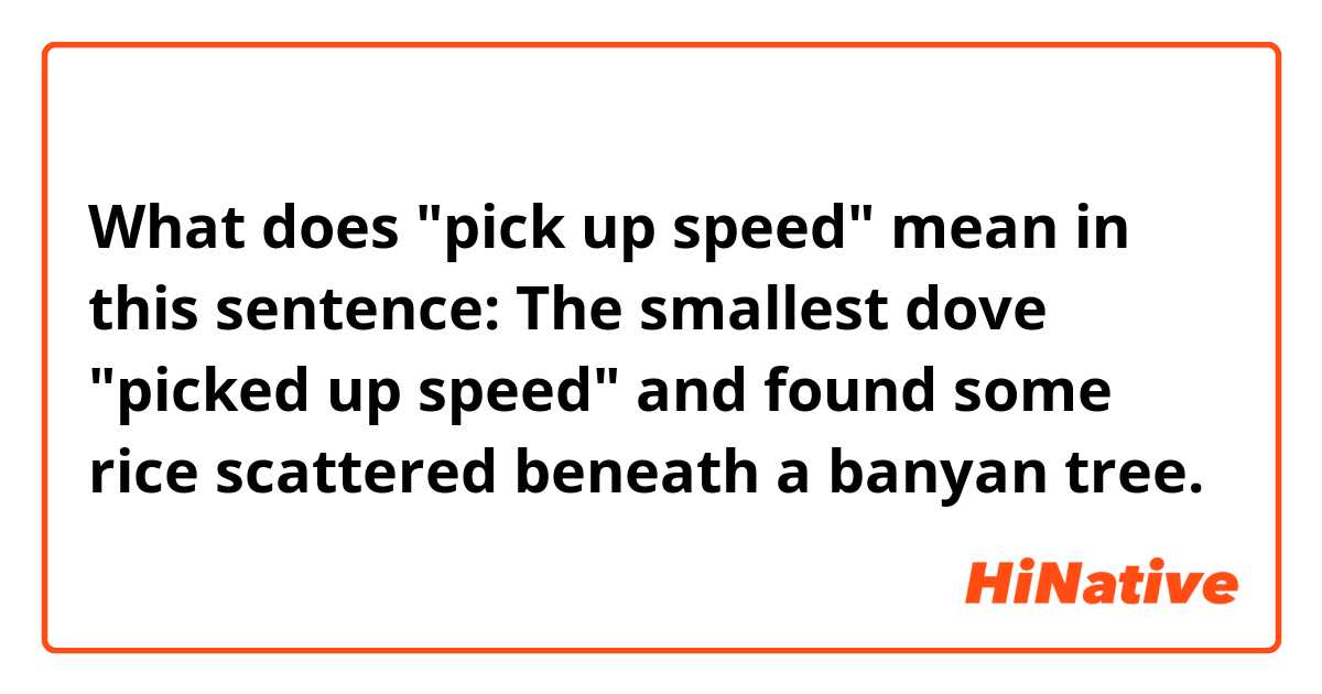 What does "pick up speed" mean in this sentence: 
The smallest dove "picked up speed" and found some rice scattered beneath a banyan tree.