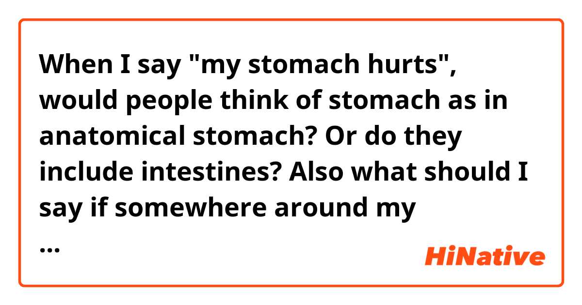 When I say "my stomach hurts", would people think of stomach as in anatomical stomach? Or do they include intestines? 
Also what should I say if somewhere around my intestine hurts? Is it natural to use "my intestine hurts"?