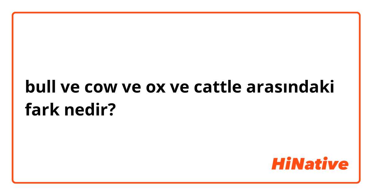 bull ve cow ve ox ve cattle arasındaki fark nedir?